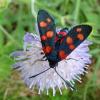 Zygaena ephialtes
